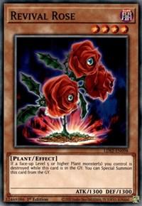 Revival Rose
